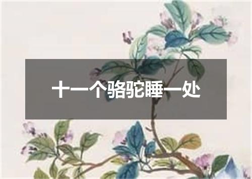 十一个骆驼睡一处