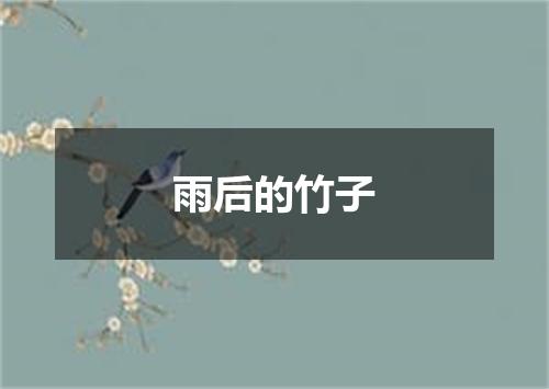 雨后的竹子