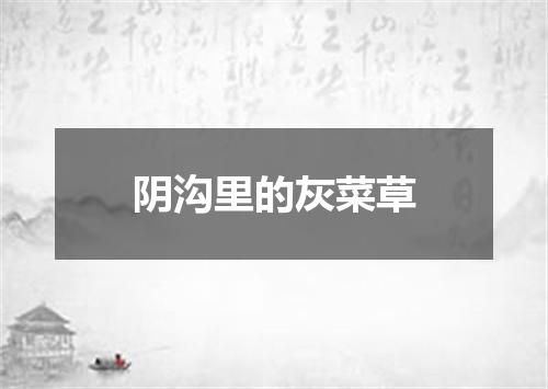 阴沟里的灰菜草