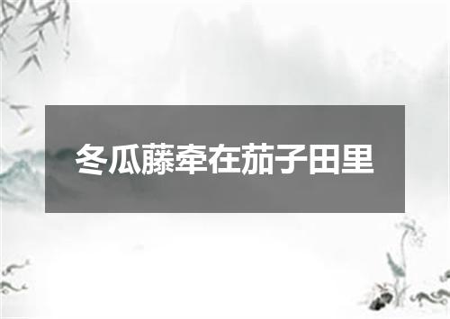 冬瓜藤牵在茄子田里
