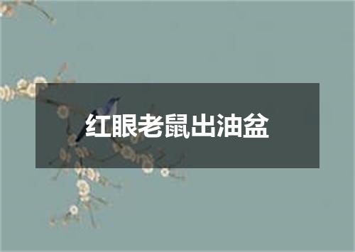 红眼老鼠出油盆