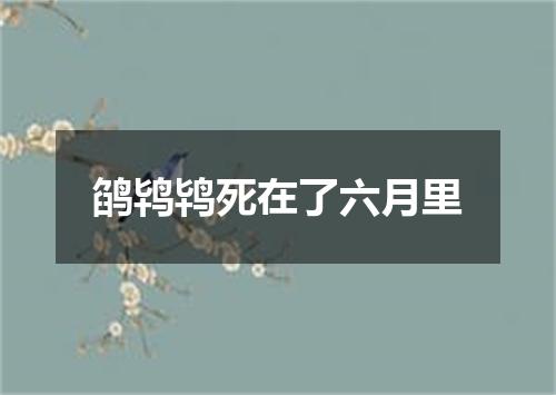 鹐鸨鸨死在了六月里