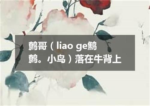 鹩哥（liao ge鹪鹩。小鸟）落在牛背上