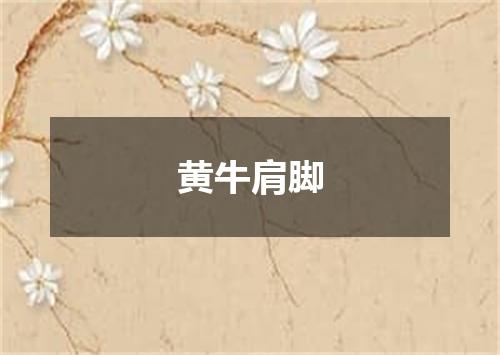 黄牛肩脚