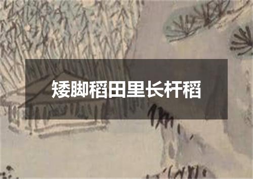 矮脚稻田里长杆稻