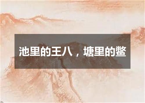池里的王八，塘里的鳖
