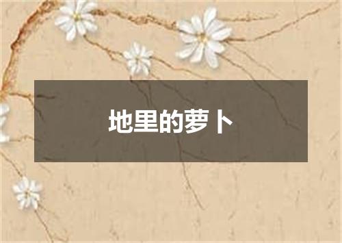 地里的萝卜