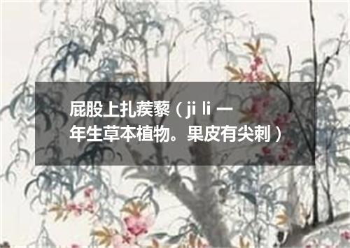 屁股上扎蒺藜（ji li 一年生草本植物。果皮有尖刺）