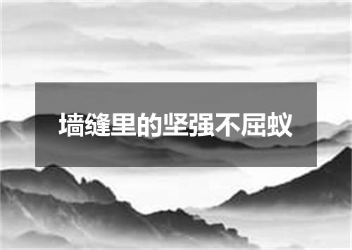 墙缝里的坚强不屈蚁