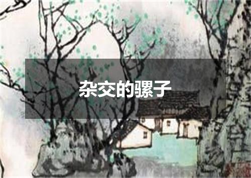 杂交的骡子