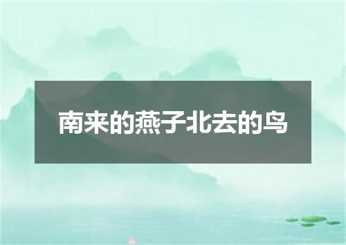 南来的燕子北去的鸟