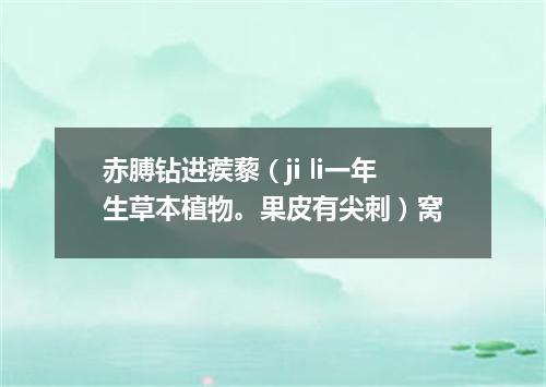 赤膊钻进蒺藜（ji li一年生草本植物。果皮有尖刺）窝