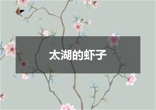 太湖的虾子