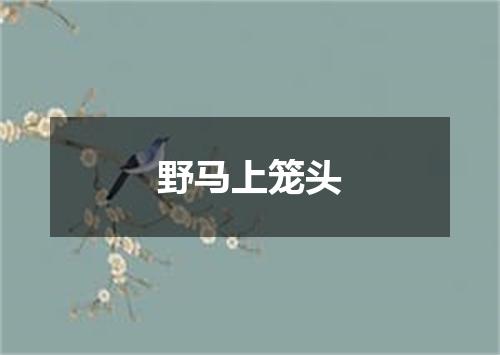 野马上笼头