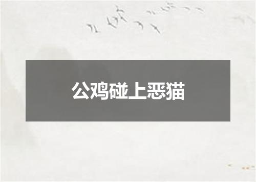 公鸡碰上恶猫