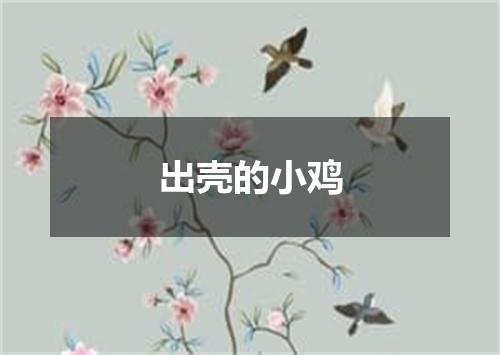 出壳的小鸡