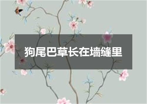 狗尾巴草长在墙缝里