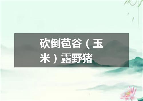 砍倒苞谷（玉米）露野猪