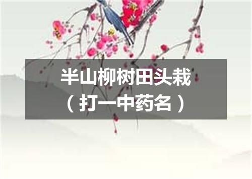 半山柳树田头栽（打一中药名）