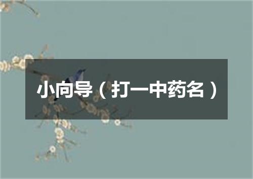 小向导（打一中药名）