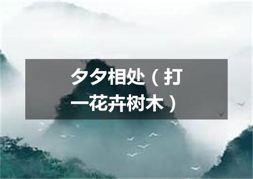 夕夕相处（打一花卉树木）